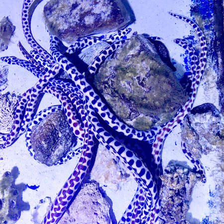 Beautiful real fish swims among stone corals in clean glass transparent aquarium. Colored fish with tail swims into natural light sea nature. Wild fish live deep under water, swim for delicious food.の写真素材