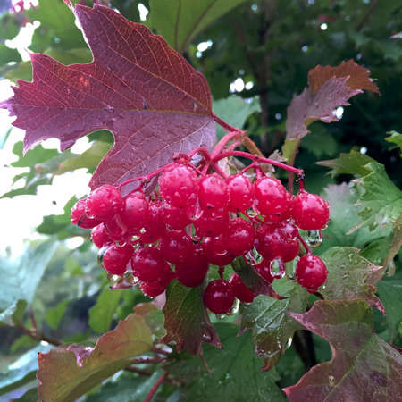Sweet red berry viburnum growing on bush with leaves green, natural plant product hanging on branch. Viburnum photo consists of whole ripe berries, tasty product. Eat juiced berry viburnum on health.の写真素材