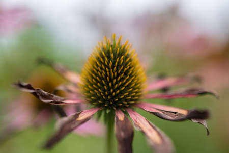 Blooming flower echinacea with leaves, living natural nature, aroma bouquet flora. Echinacea flower consisting of long pistil, rounded stamen, green grass. Botanical floral bunch from echinacea flowerの写真素材