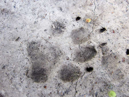Photography to theme big footprint animal dog close up on gray earth background. Photo consisting of natural old footprint animal dog outdoors top view. Muddy dark footprint animal dog on dry ground.の写真素材