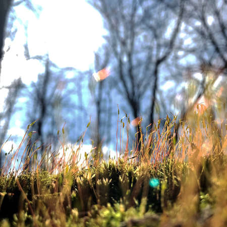 Blooming green leaves grass flower, living natural nature, unusual aroma bouquet flora. Grass flower consist of long pistil, rounded stamen, soft herb. Botanical floral bunch from nice grass flowers.の写真素材