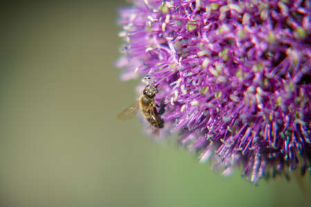 Wild beauty flower allium echinops thistle with bee blooming in field. Nature consisting of bee on blooming bright flower allium echinops thistle. Bee in small blooming flower allium echinops thistle.の写真素材