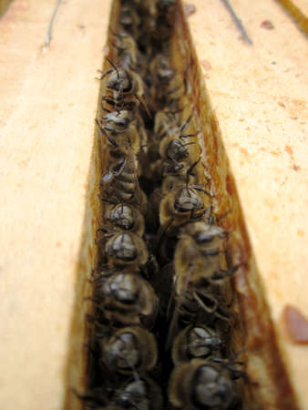 Winged bee slowly flies to beehive collect nectar on private apiary from live flowers. Apiary consisting of village beehive, floret dust on bee legs. Apiary it beehive for bees at background closeup.の写真素材