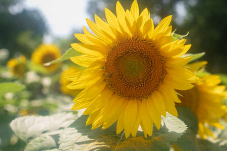 Wild bee on flower with nectar sunflower in field countryside. Countryside consisting of bee, wild bright flower sunflower on field. Field natural herb it wild flower sunflower at countryside with beeの写真素材