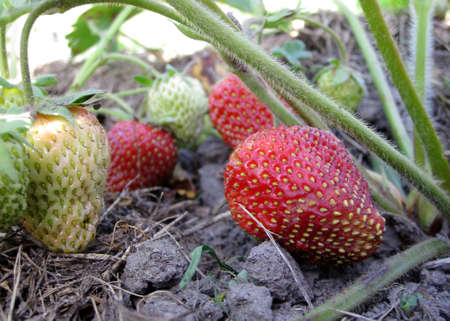 The photo shows whole ripe berry red strawberry, green stem leaf. Strawberry photography consisting of fruits raw sweet food harvested crop isolated on background. Eat tasty fresh berries strawberriesの写真素材
