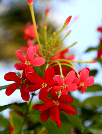 Blooming flower with leaves, living natural nature, aroma bouquet flora. Flower inside consisting of long pistil, rounded stamen, textured colored plant. Botanical floral bunch from flower in dew.の写真素材