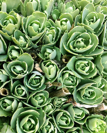 Blooming beautiful flower with green leaves, living natural nature, unusual aroma bouquet flora. Flower consisting of long pistil, rounded stamen, soft grass. Botanical floral bunch from nice flowers.の写真素材