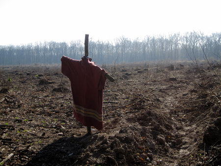 Scary scarecrow in garden discourages hungry birds. Beautiful landscape consists of scary scarecrow on garden land, clear blue sky over the forest. Scary scarecrow in garden to protect the crop.の写真素材
