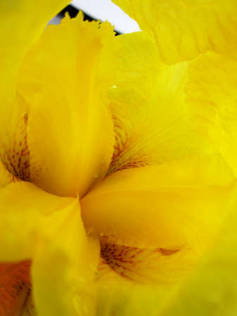 Wild beauty flower with nectar blooming in field countryside. Nature countryside consisting of wild bright flower blooming on field. Field natural herb it wild small flower blooming at countryside.の写真素材