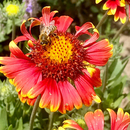 Winged bee slowly flies to the plant, collect nectar for honey on private apiary from flower. Honey photo consisting for beautiful flowers, heavy pollen on bees legs. Sweet nectar is honeyed bee honeyの写真素材