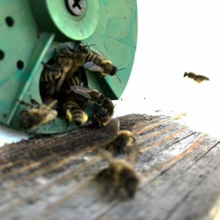 Winged bee slowly flies to beehive collect nectar for honey on private apiary from flower. Honey...