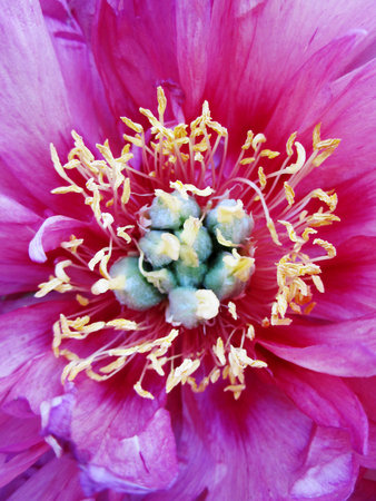 Wild beauty flower with nectar blooming in field countryside. Nature countryside consisting of wild bright flower blooming on field. Field natural herb it wild small flower blooming at countryside.の写真素材
