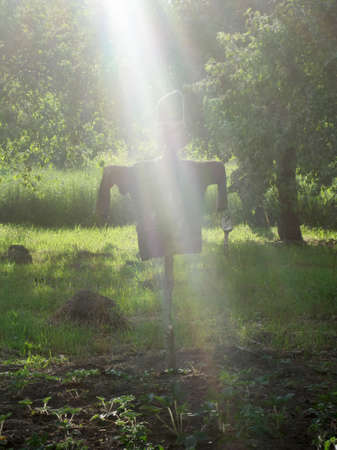 Scary scarecrow in garden discourages hungry birds. Beautiful landscape consists of scary scarecrow on garden land, clear blue sky over the forest. Scary scarecrow in garden to protect the crop.の写真素材