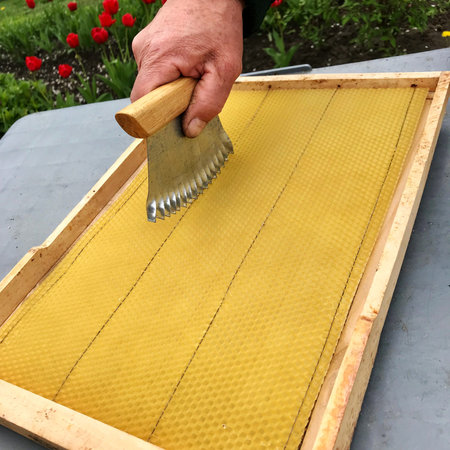 Winged bee slowly flies to honeycomb collect nectar for honey on private apiary from flowers. Honey...