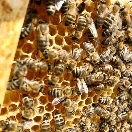 Winged bee slowly flies to honeycomb collect nectar for honey on private apiary from flowers. Honey...