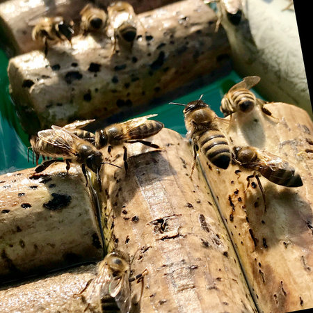 Winged domestic bees flew to watering place, sit on corks from bottle wine to drink water. Bees sip...