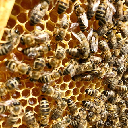 Winged bee slowly flies to honeycomb collect nectar for honey on private apiary from flowers. Honey photo consisting for honeycomb, pollen on bees legs. Nutrition from honeycomb is honeyed bee honey.の写真素材