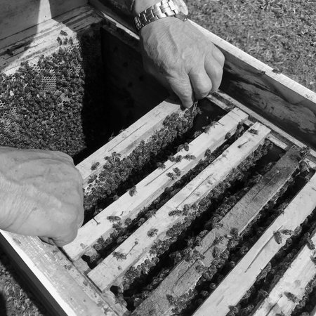 Winged bee slowly flies to honeycomb collect nectar for honey on private apiary from flowers. Honey photo consisting of honeycomb, pollen on bees legs. Nutrition from honeycomb is honeyed bee honey.の写真素材