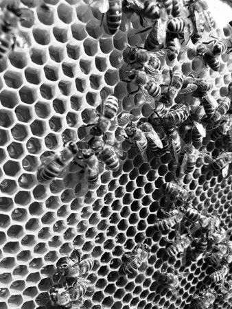 Winged bee slowly flies to honeycomb collect nectar for honey on private apiary from flowers. Honey...