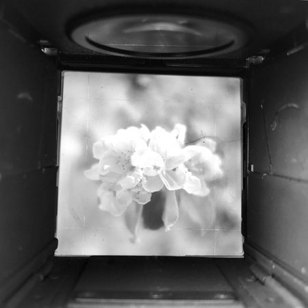 Blooming flower magnolia with green leaves, living natural nature, unusual aroma bouquet flora. Magnolia flower of long pistil, rounded stamen, soft grass. Botanical floral bunch from magnolia flowersの写真素材