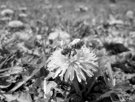 Winged bee slowly flies to the plant, collect nectar for honey on private apiary from flower. Nature...