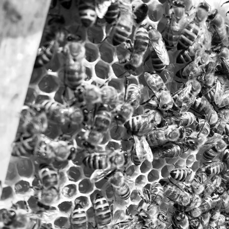 Winged bee slowly flies to honeycomb collect nectar for honey on private apiary from flowers. Honey...