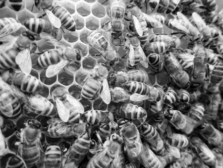 Abstract hexagon structure is honeycomb from bee hive filled with golden honey. Honeycomb summer...