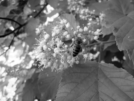 Winged bee slowly flies to the plant, collect nectar for honey on private apiary from flower. Nature...