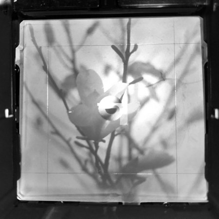 Blooming flower magnolia with green leaves, living natural nature, unusual aroma bouquet flora. Magnolia flower of long pistil, rounded stamen, soft grass. Botanical floral bunch from magnolia flowersの写真素材