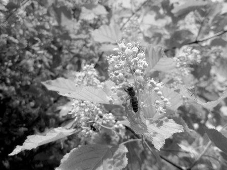 Winged bee slowly flies to the plant, collect nectar for honey on private apiary from flower. Nature...