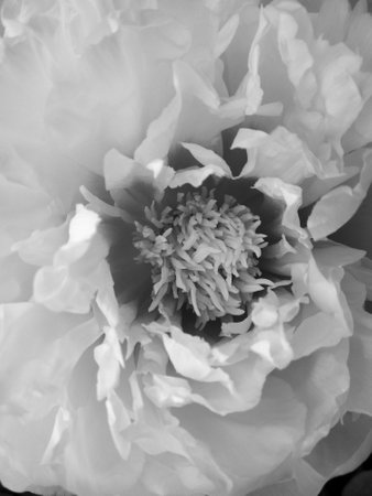 Wild beauty flower with nectar blooming in field countryside. Nature countryside consisting of wild bright flower blooming on field. Field natural herb it wild small flower blooming at countrysideの写真素材