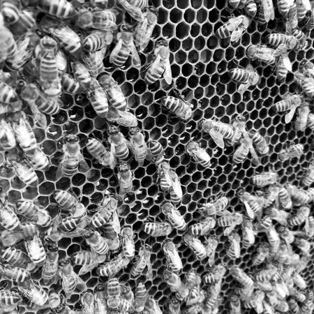 Winged bee slowly flies to honeycomb collect nectar for honey on private apiary from flowers. Honey...