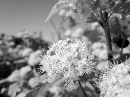 Wild beauty flower with nectar blooming in field countryside. Nature countryside consisting of wild...