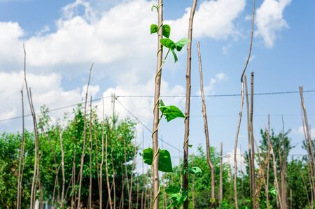 Cow pea plants growing in backyard garden under the sunの写真素材