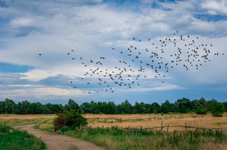 Geese flying away above a stubble field in the low sunlight of the summer eveningの写真素材