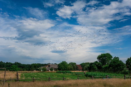 Geese flying away above a stubble field in the low sunlight of the summer eveningの写真素材