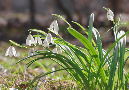 Snowdrops flowers in springtime, floral wallpaperの写真素材