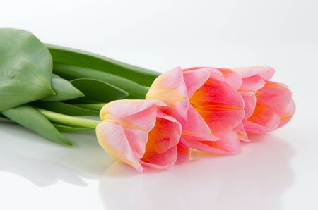 Pink tulips over white background.の写真素材