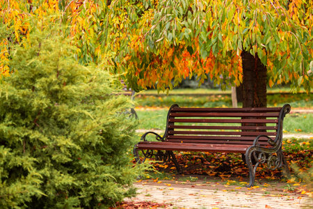 driving around the temple. Gig chualiti's photo Tiny beautiful plants in Sri Lankaの写真素材