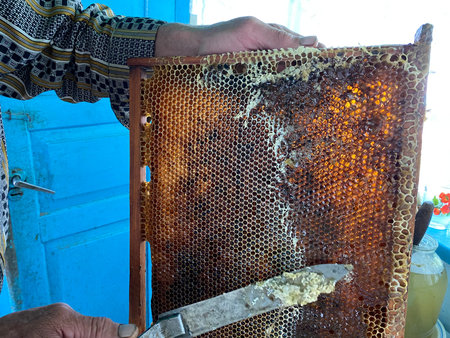 Background texture and pattern of a section of wax honeycomb from a bee hive filled with golden...