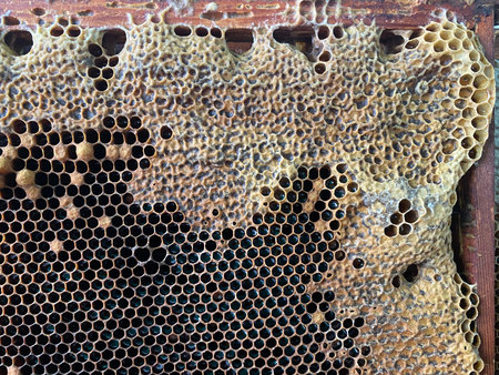 Background texture and pattern of a section of wax honeycomb from a bee hive filled with golden...