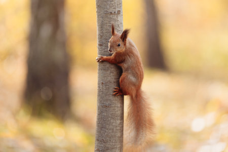 cute squirrel on blurred natural forest background. Eurasian red squirrel eating nuts. save wild nature concept. High quality photoの写真素材