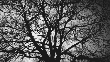 the tree behind the sun on a black backgroundの写真素材