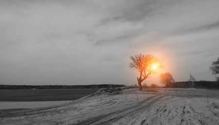 tree black and white landscape nature orange sunの写真素材