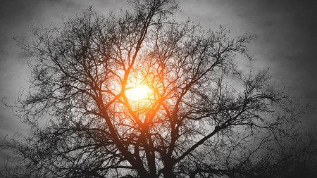 the tree behind the sun on a black backgroundの写真素材