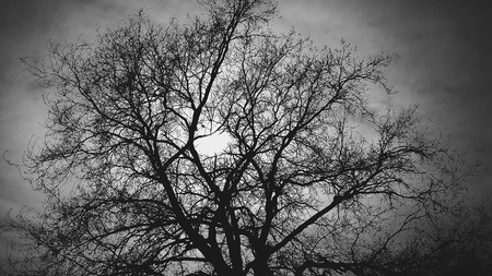 the tree behind the sun on a black backgroundの写真素材