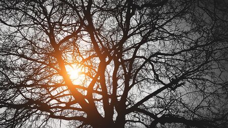 the tree behind the sun on a black backgroundの写真素材