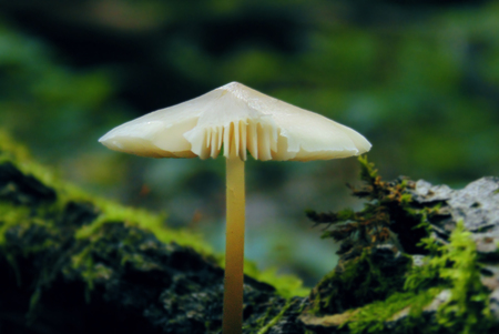 Single mushroom and green moss, focus at mushroom, rain in forest.の写真素材