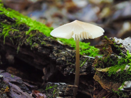 Psathyrella candolleana, group of mushrooms growing on the treeの写真素材