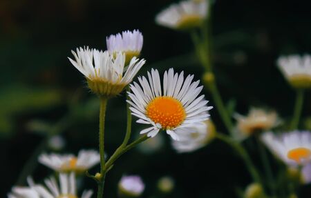 Flowering. Chamomile. Blooming chamomile field, Chamomile flowers on a meadow in summer, Selective focusの写真素材